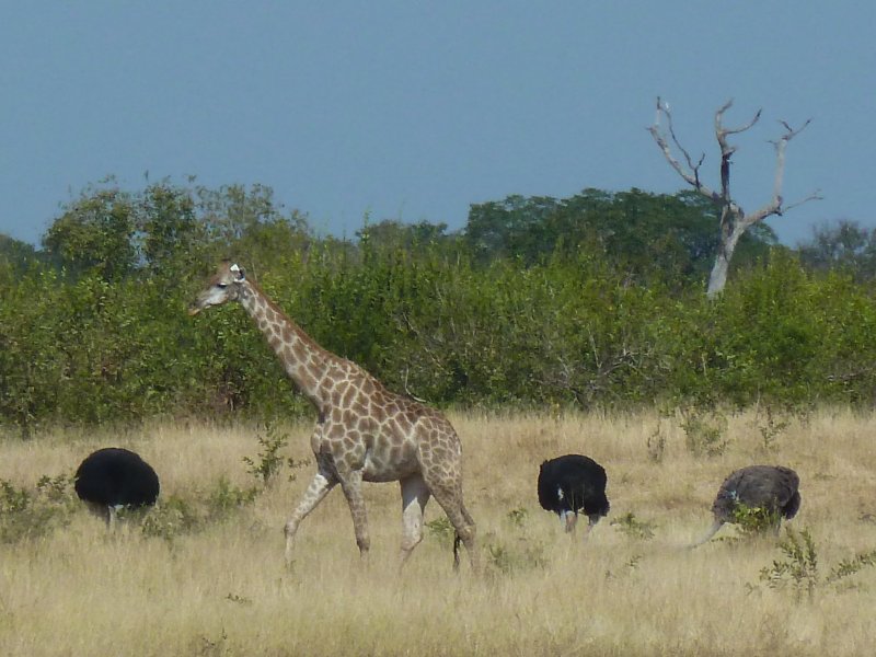 girafe et autruches route Chobe FP.jpg - Girafe et autruches
